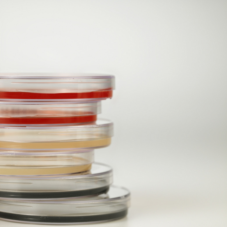 Front view of six petri dishes stacked on top of each other