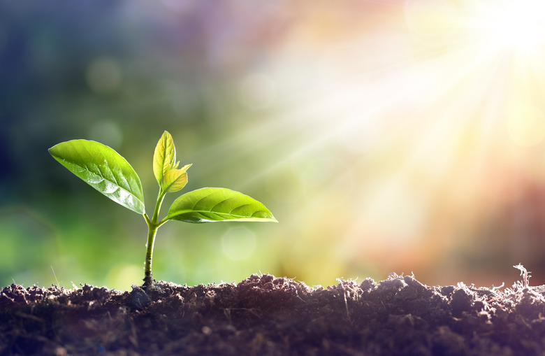 Young Plant Growing In Sunlight