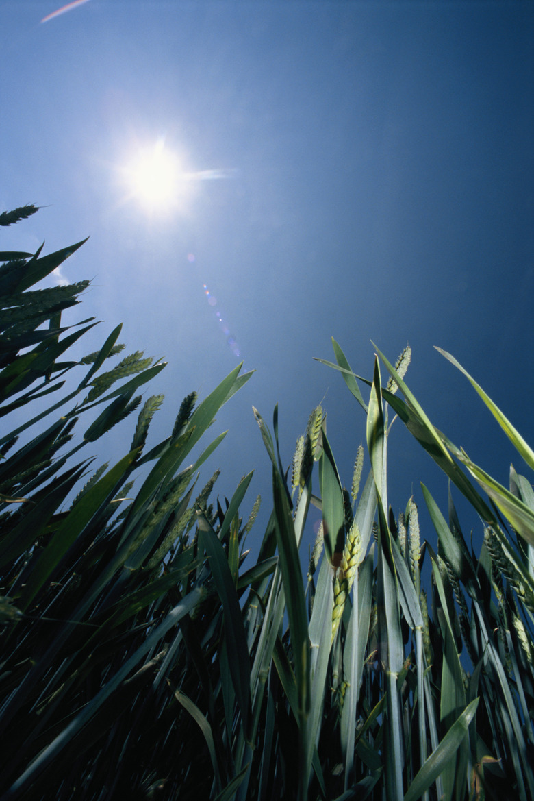 Maize plants, view from below