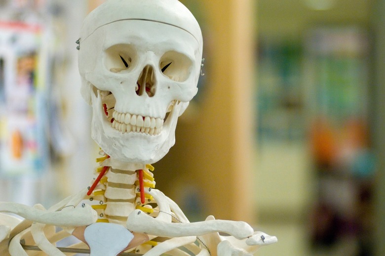 Skeleton in classroom.