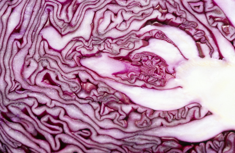 Cabbage cross-section