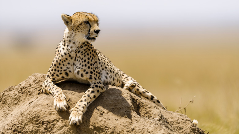 Cheetah portrait in Serengeti.