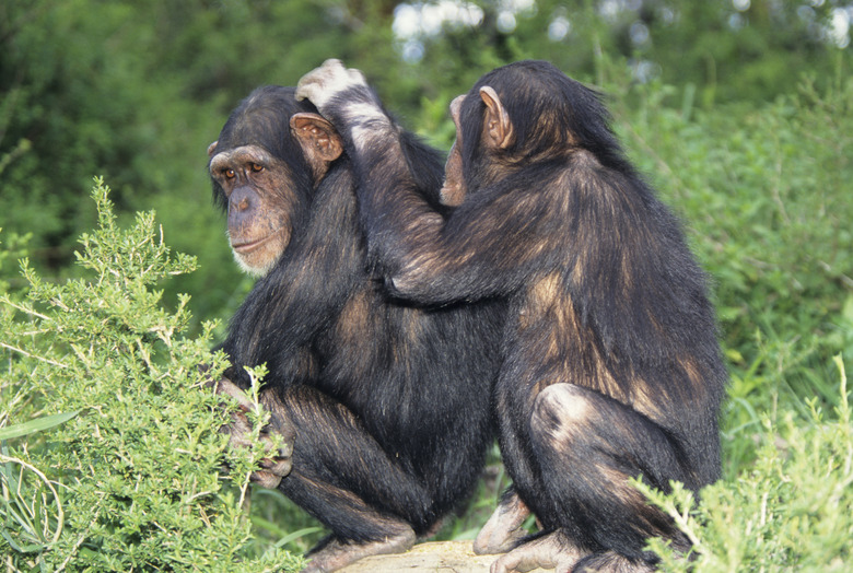 Chimpanzees (Pan troglodytes) grooming