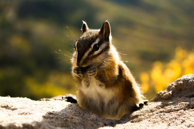 Chipmunks On The Mesa