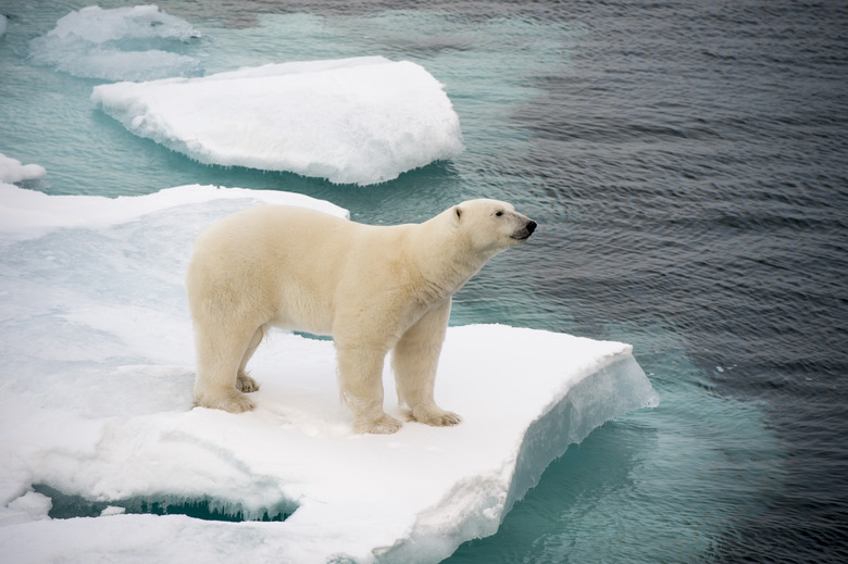 Polar bear walking on sea ice