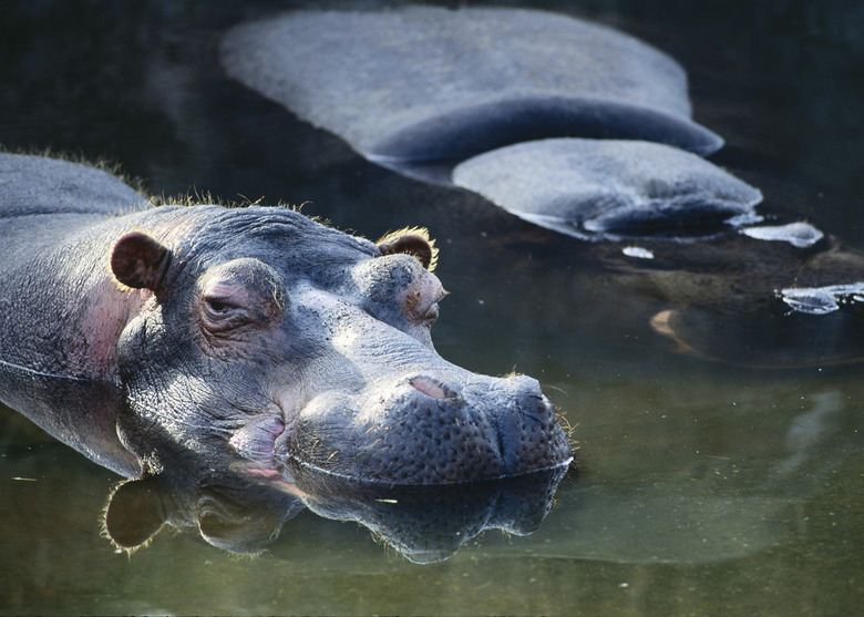 Hippos in river