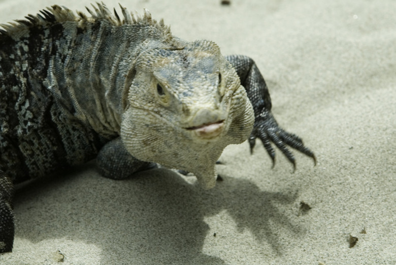 Iguana in desert