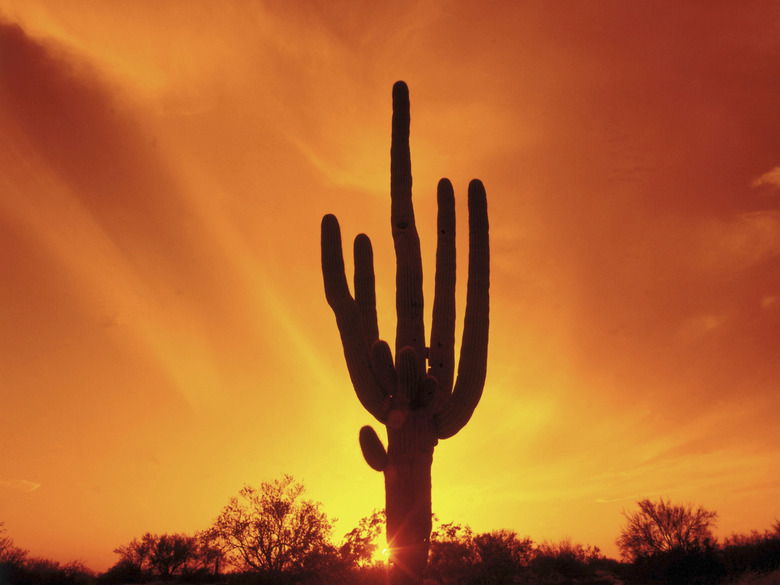 Saguaro cactus silhouette