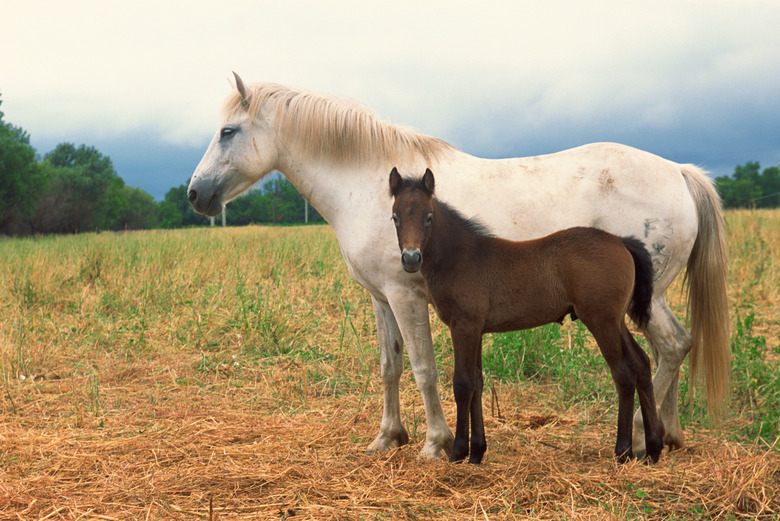 Wild mare and colt