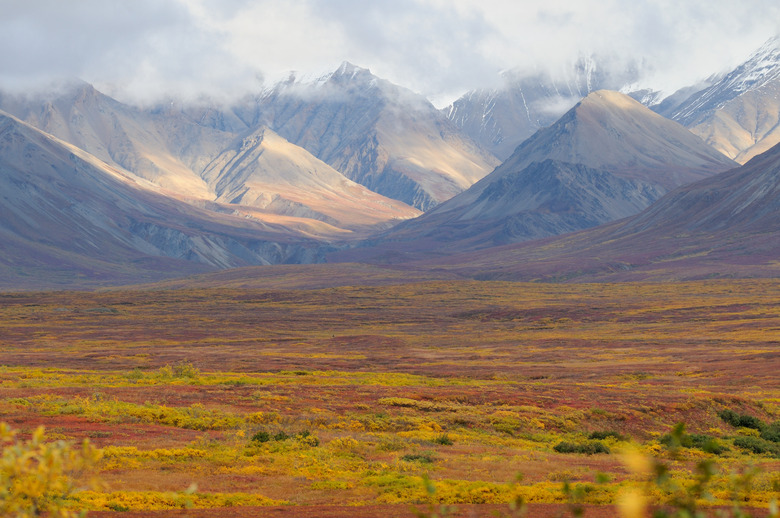 Denali fall colors