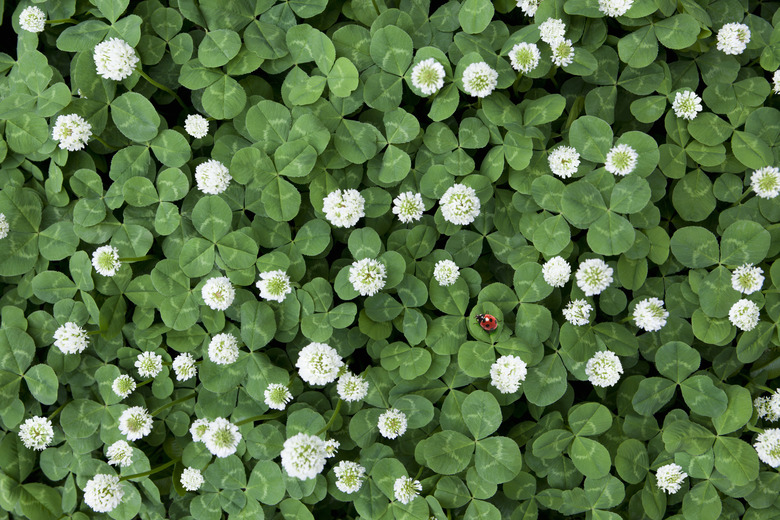 Seven-spot Ladybird in Clover field