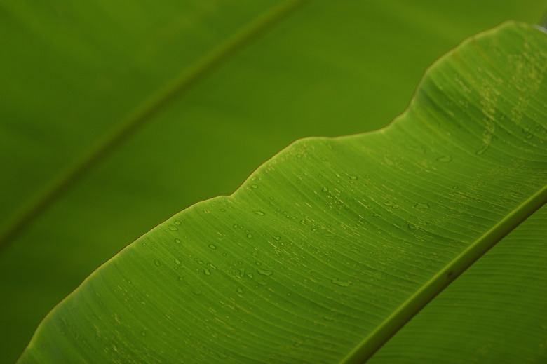 Close-up of leaves