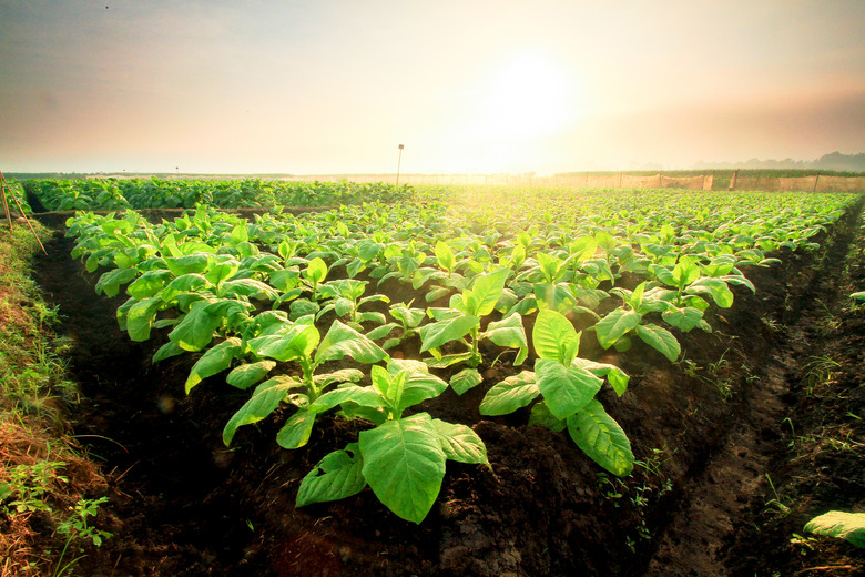 Tobacco field