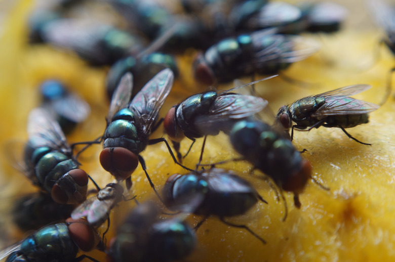 Housefly crawl and suck mango juice