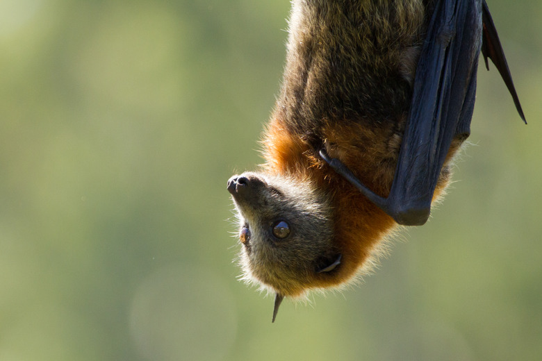 Cute Grey Headed Flying Fox