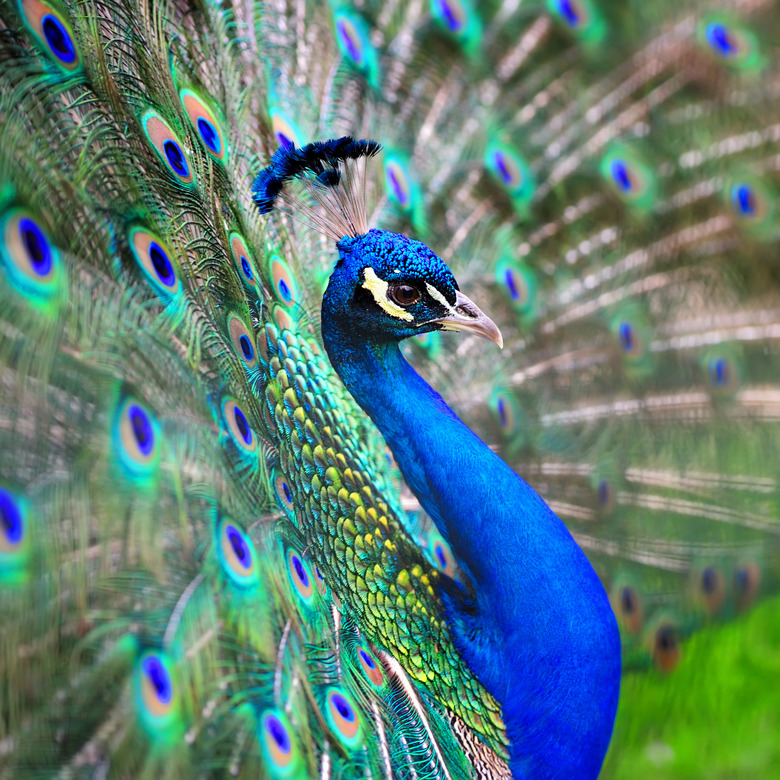 Peacock