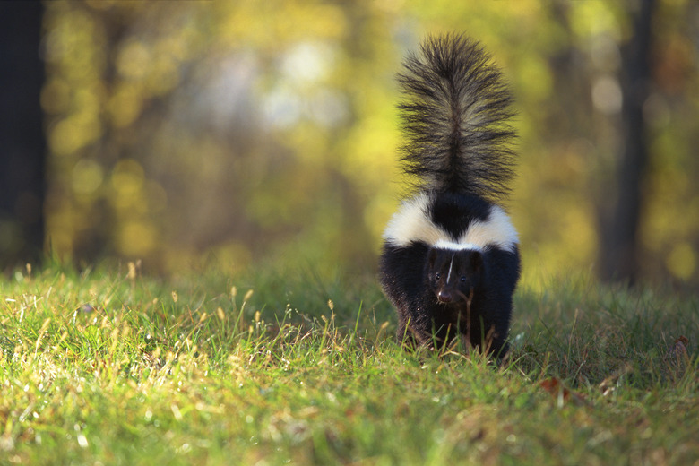 Skunk in a meadow