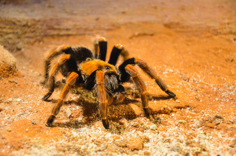 Tarantula