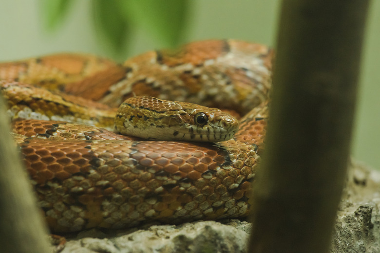 Corn Snake on the rock