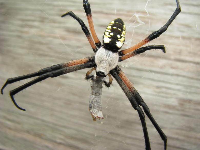 Golden Orbweb Spider