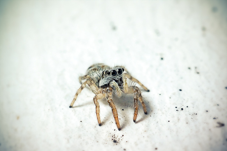 Salticus scenicus Zebra Jumping Spider