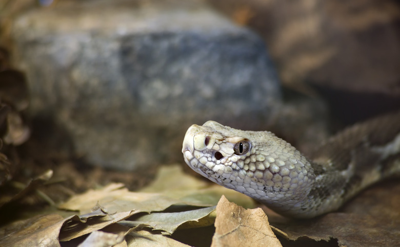 Timber Rattlesnake