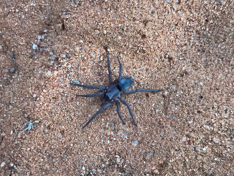 Trapdoor Spider