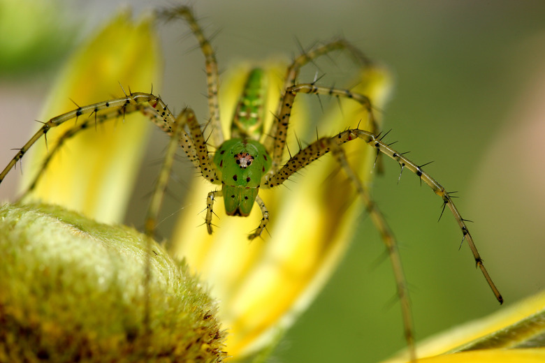 Green Lynx Spider