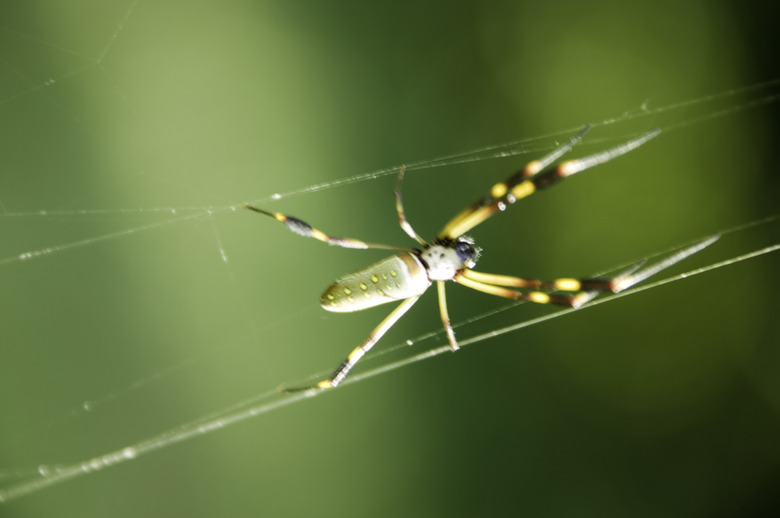 New England spider suspended on web