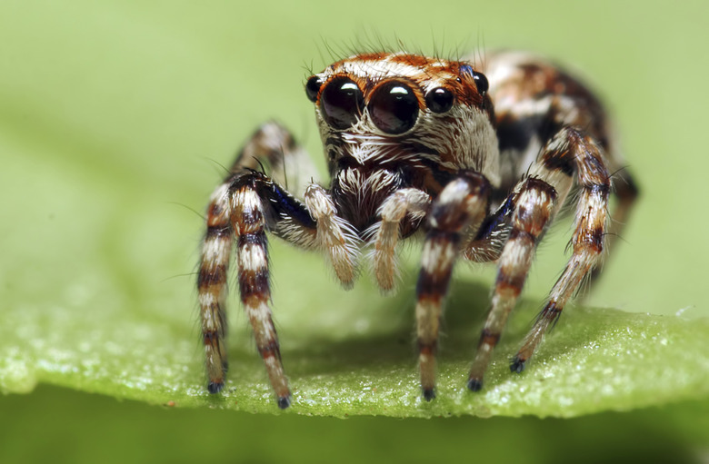 Jumping Spider