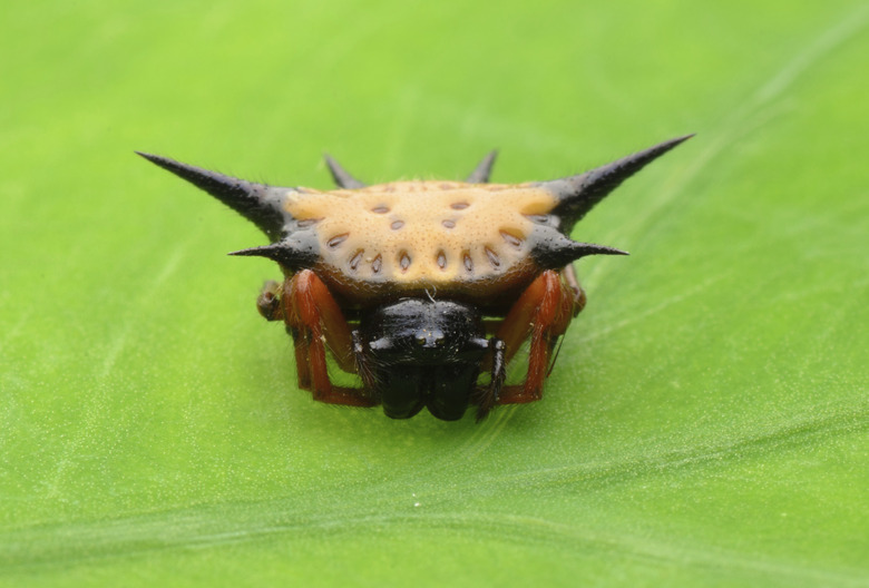 spiny spider