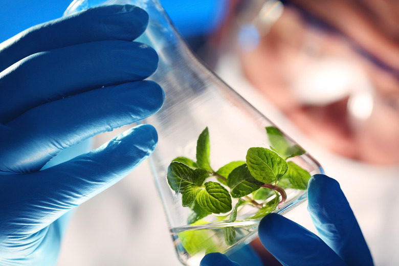 Scientist holding and examining samples with plants