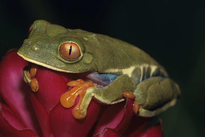 Strawberry poison frog (Dendrobates pumilio)