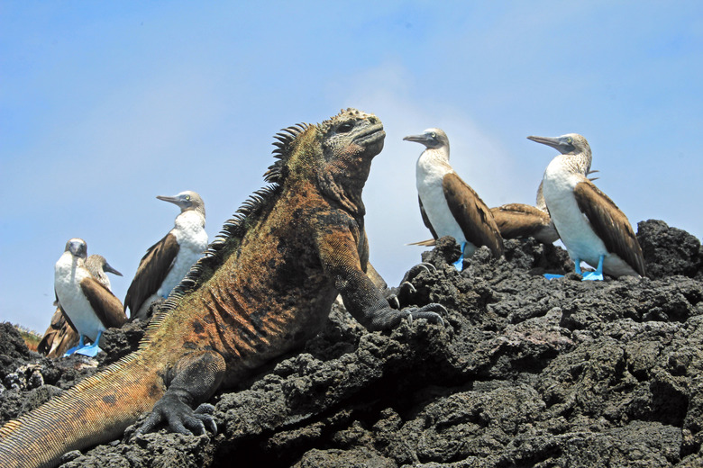 Marine iguana with blue footed booby on Galapagos