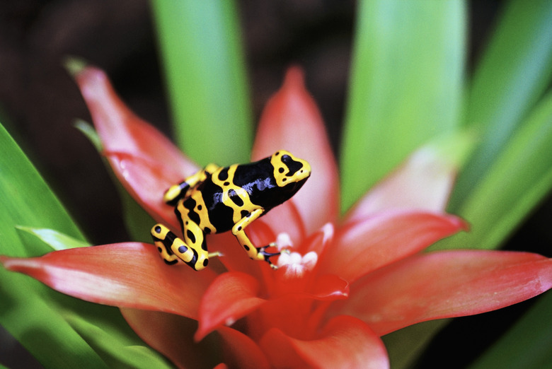 Costa Rican Yellow Black Dart Frog (Dendrobates leucomelas) sitting on flower