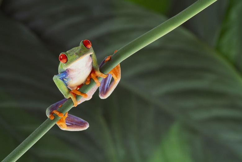 Agalychnis Callidryas