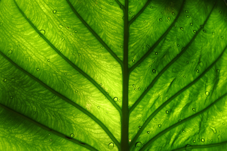 Bright green leaf