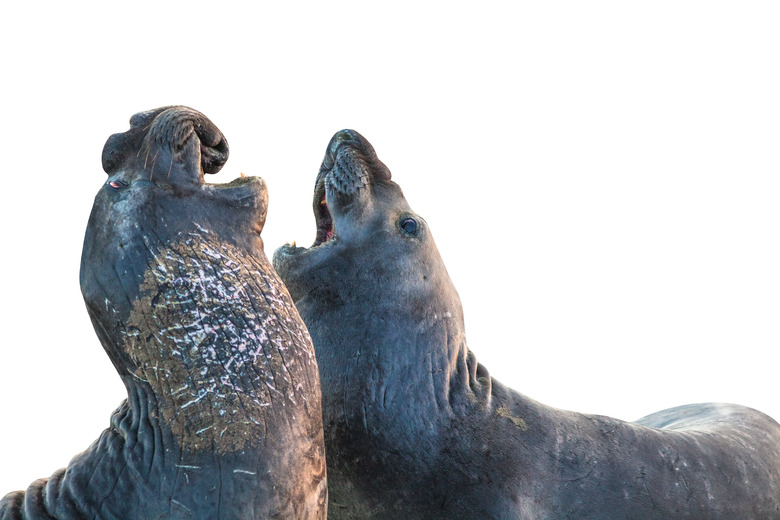 Elephants seal white background