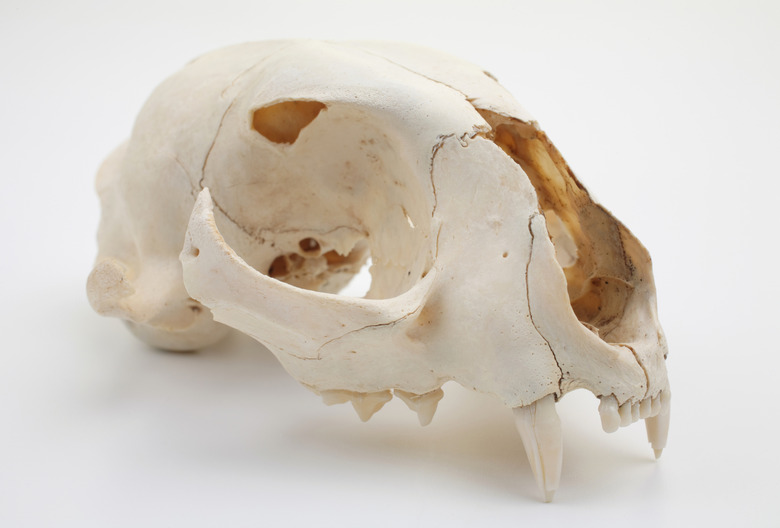 cat skull on white side view