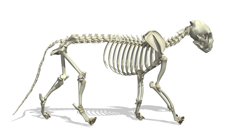 Cat Skeleton