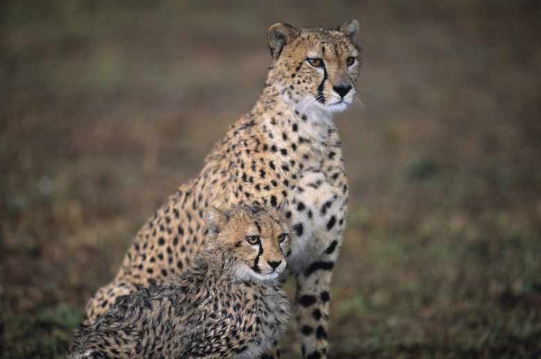 Cheetah mother and cub (Acinonyx jubatus) sitting on savannah, Kenya