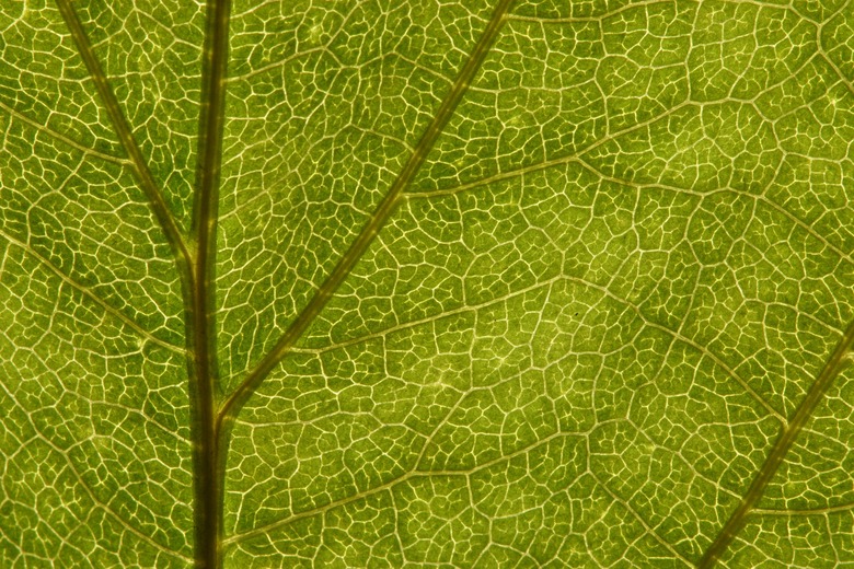 Close-up of green leaf