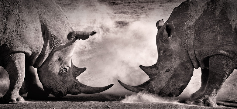 fight, a confrontation between two white rhino