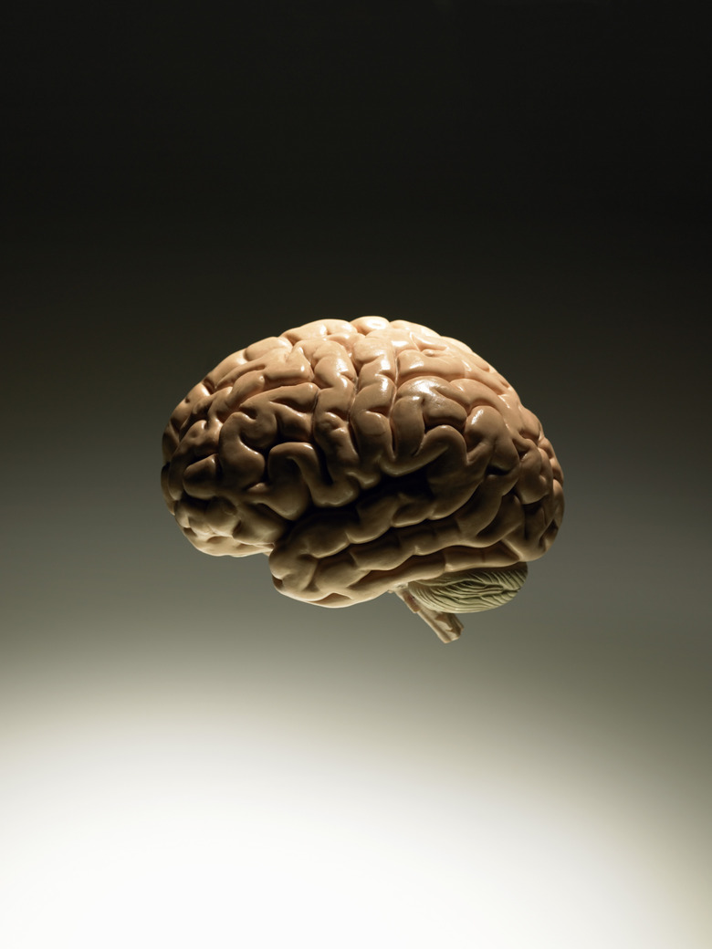 Model of human brain