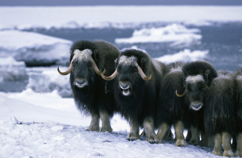 Musk oxen in snow