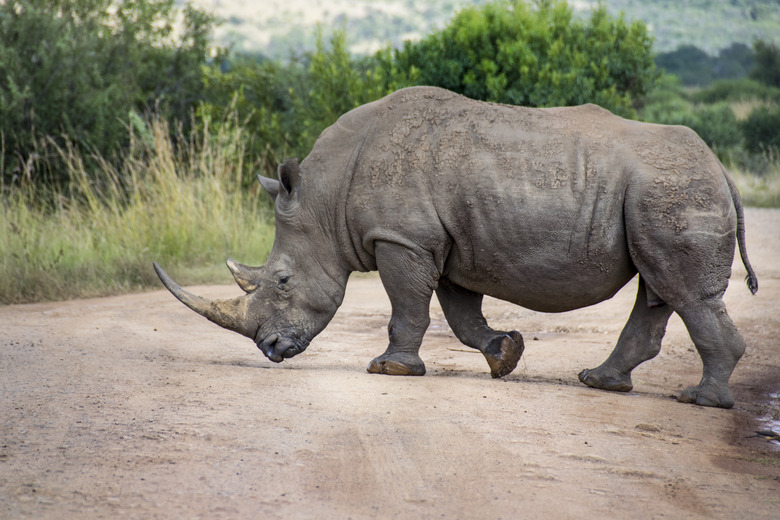 Animals and landscapes of South Africa