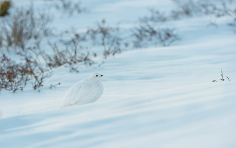 White-tailed Ptarmigan in Beautiful White Plumage