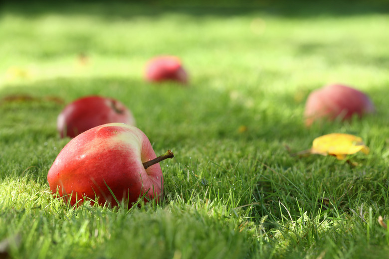 Fallen apples.