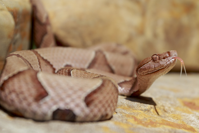 A venomous snake tests the air with it's tongue