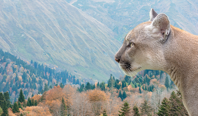 Puma on nature background